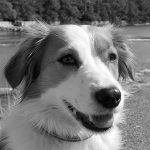 Aye-Bau Bürohund Elfie